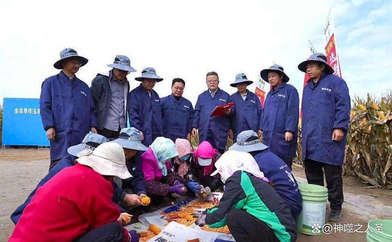 平凉玉米亩产1352公斤!陇东旱塬里的"金条"竟靠科技炖出来!